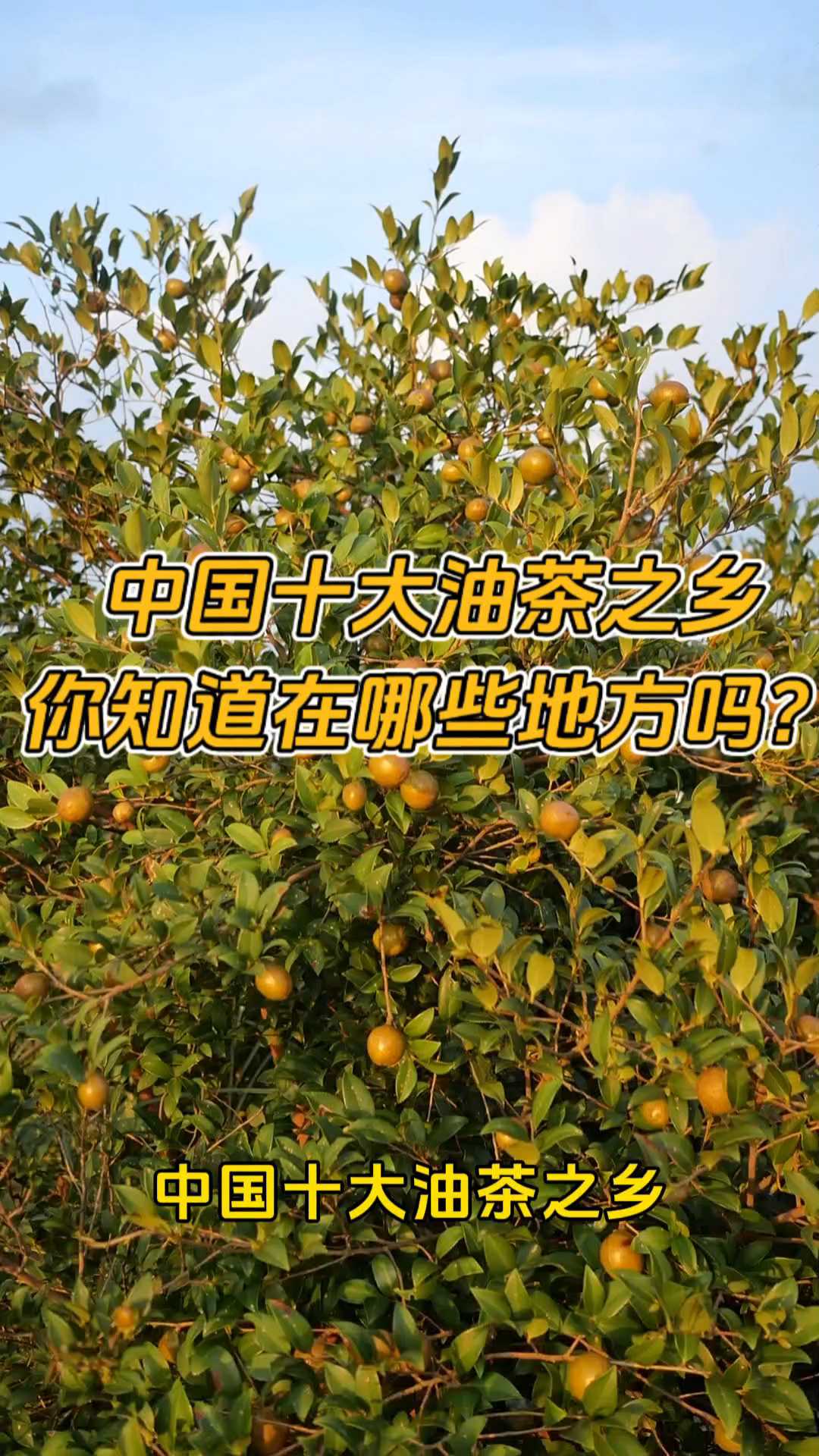 十大茶油排名，有你的家乡吗？