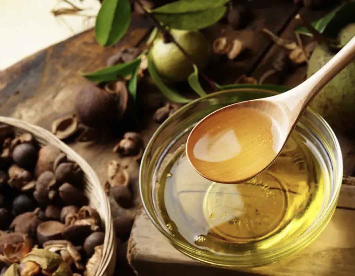 26油茶科技前沿