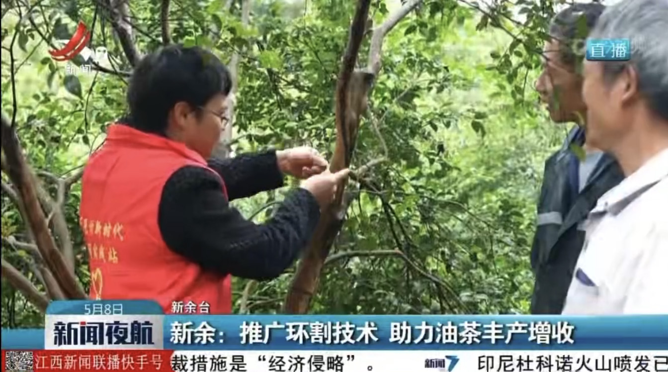 九龙山乡油茶环割技术