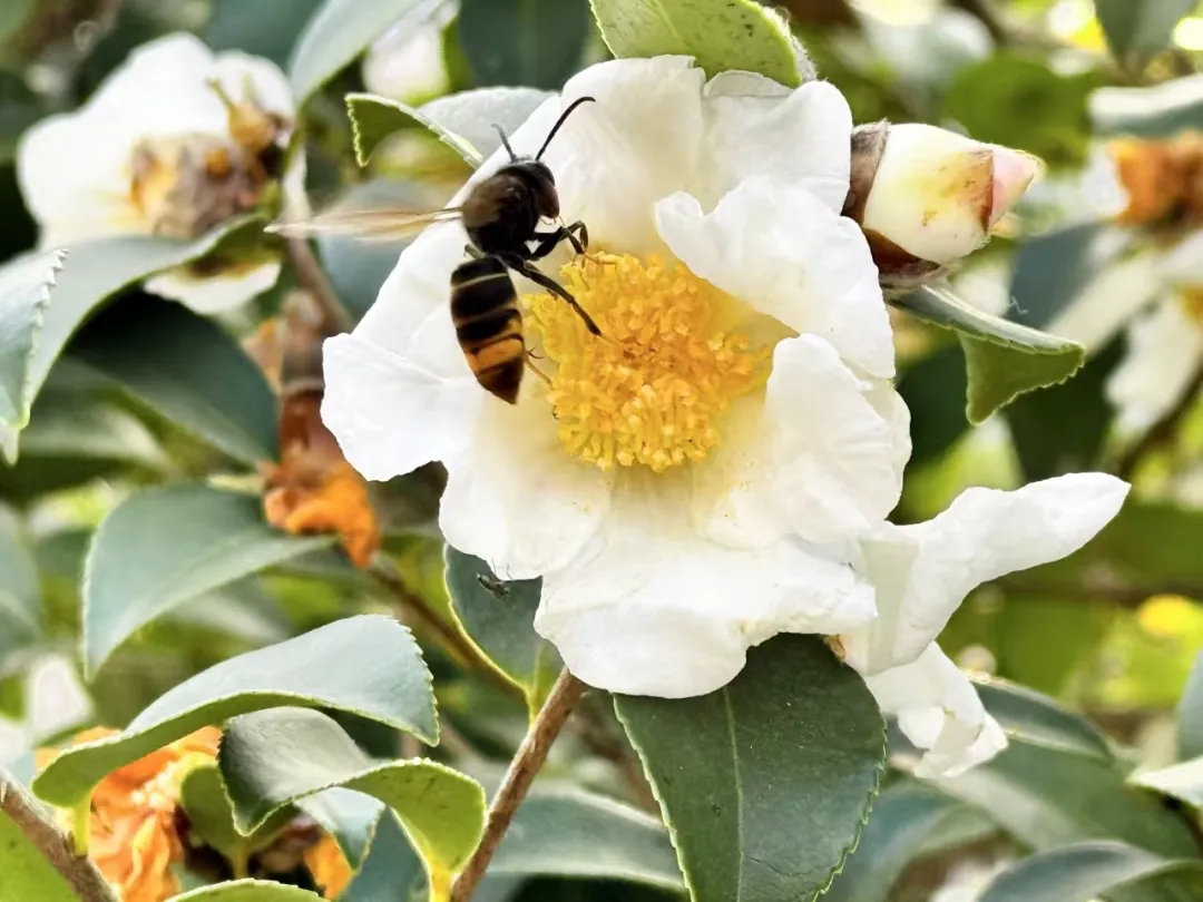 华侨大学张亮亮教授团队：废弃果壳变身“鱼虾保镖”！油茶果壳提取物可替代抗生素，助力绿色养殖 